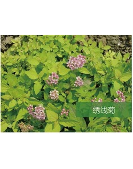 乔灌木