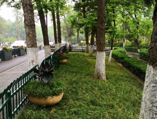 新乐绿化苗木市场如何